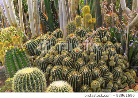 Cactus natural pattern, garden at desert landscape Cactus natural pattern, garden at desert landscape 98961696