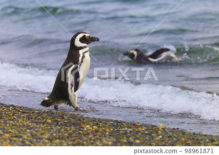 Gentoo Penguins in Tierra Del fuego, Ushuaia, Argentina South America 98961871