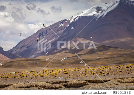 Volcanic landscape in Bolivia altiplano near Chilean atacama border, South America 98961888