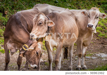 Three cute Brown cows relaxing together in Zillertal valley, Tyrol, Austria Three cute Brown cows relaxing together in Zillertal valley, Tyrol, Austria 98961982