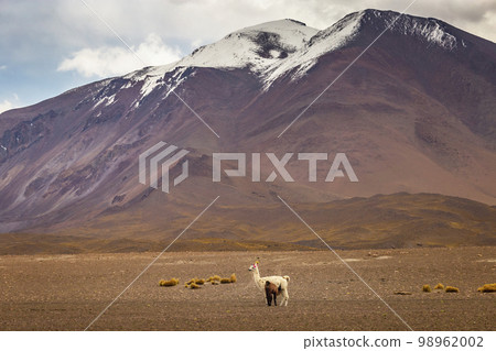 LLama alpaca in Bolivia altiplano near Chilean atacama border, South America 98962002