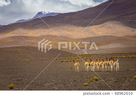 Guanaco vicuna in Bolivia altiplano near Chilean atacama border, South America Guanaco vicuna in Bolivia altiplano near Chilean atacama border, South America 98962010