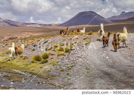 LLama alpaca in Bolivia altiplano near Chilean atacama border, South America 98962023