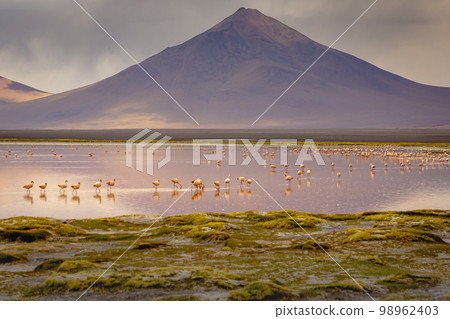 Laguna colorada, Red lake, with Flamingos and Volcanic landscape, Andes, Bolivia Laguna colorada, Red lake, with Flamingos and Volcanic landscape, Andes, Bolivia 98962403