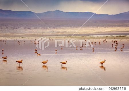 Laguna colorada, Red lake, with Flamingos and Volcanic landscape, Andes, Bolivia 98962556