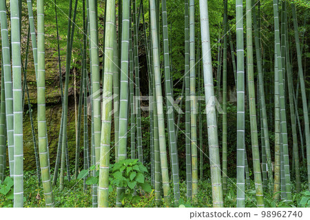 [Kanagawa Prefecture] Beautiful bamboo grove at Eisho-ji Temple in Kamakura 98962740