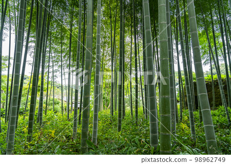 [神奈川縣]鎌倉永勝寺美麗的竹林 98962749