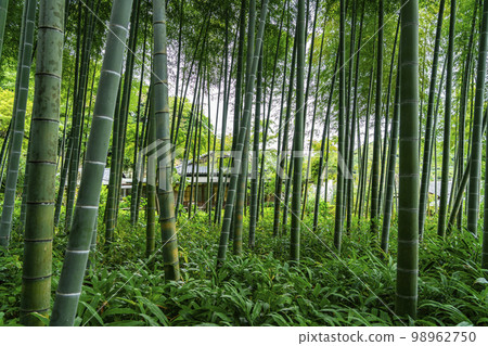 [Kanagawa Prefecture] Beautiful bamboo grove at Eisho-ji Temple in Kamakura 98962750