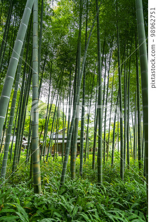 [Kanagawa Prefecture] Beautiful bamboo grove at Eisho-ji Temple in Kamakura 98962751