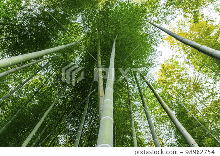 [Kanagawa Prefecture] Beautiful bamboo grove at Eisho-ji Temple in Kamakura 98962754