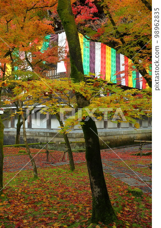 Sakyo Ward, Kyoto City, Kyoto Prefecture Falling leaves in front of the Goei-do (main hall) of Shojuraigozan Muryōju-in Zenrin-ji Temple, known as Eikando 98962835