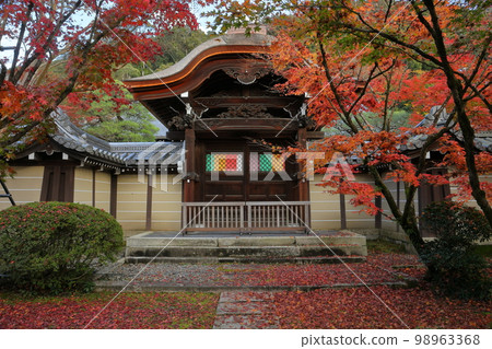 京都府京都市左京區被稱為永觀堂的正十來五山無量壽院善林寺唐門前的秋葉和散落的秋葉 京都府京都市左京區被稱為永觀堂的正十來五山無量壽院善林寺唐門前的秋葉和散落的秋葉 98963368