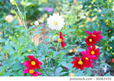 Dahlia flower Dahlia flower 98963450