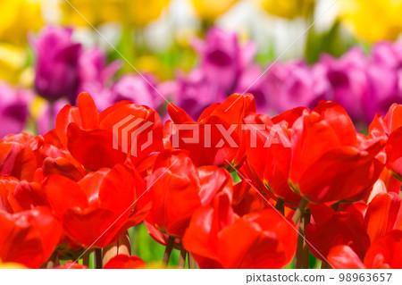 [Osaka Prefecture] April: Refreshing spring, clear blue sky, green Museum Harvest Hill full of blooming tulips 98963657