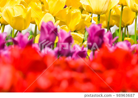 [Osaka Prefecture] April: Refreshing spring, clear blue sky, green Museum Harvest Hill full of blooming tulips 98963687