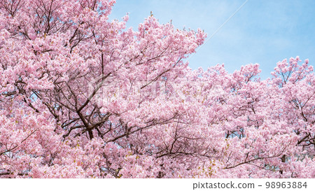 Cherry blossoms in Takato Castle Ruins Park 98963884
