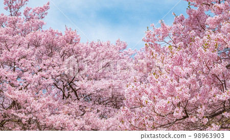 Cherry blossoms in Takato Castle Ruins Park 98963903