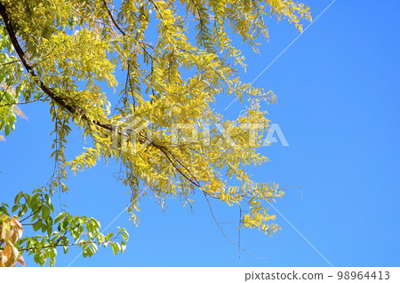 彩色水杉葉 98964413