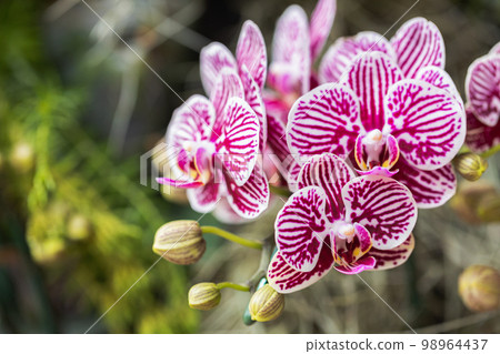 Beautiful orchid flower blooming at rainy season. Phanalenopsis orchid Beautiful orchid flower blooming at rainy season. Phanalenopsis orchid 98964437