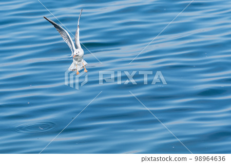 Flying scenery of seagulls 98964636