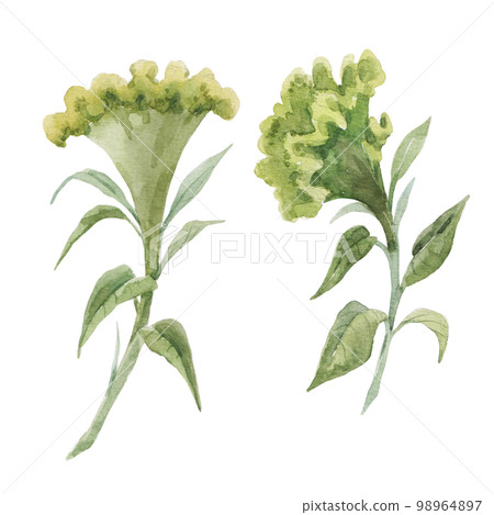 Beautiful floral stock illustration with hand drawn watercolor celosia flower. Clip art. 98964897