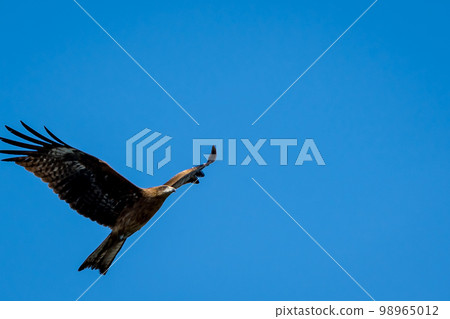 Flight Flight 98965012