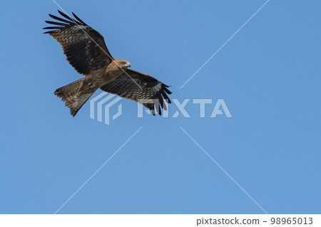 Flight Flight 98965013
