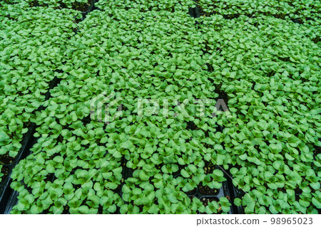 紫蘇幼苗,夏季 紫蘇幼苗,夏季 98965023