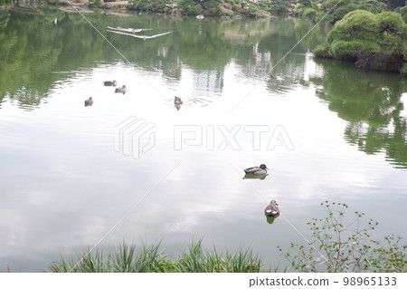 鴨子游泳的花園 98965133