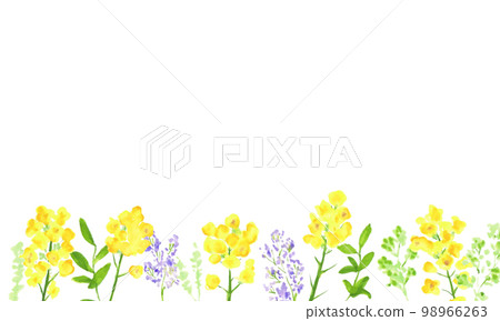 Watercolor. Rape flower decoration vector illustration frame. Rape blossom background with watercolor touch. 98966263
