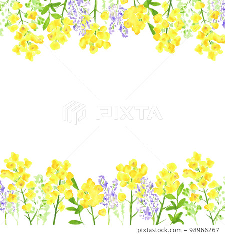 水彩。強姦花裝飾矢量插圖框架。具有水彩觸感的強姦花背景。 98966267