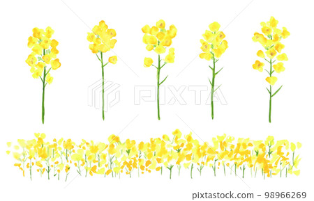 水彩。強姦花裝飾矢量圖。一組水彩畫的油菜花。 98966269