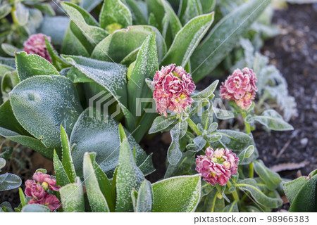 Ice tulip Ice tulip 98966383