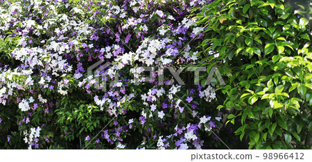 Purple and white flowers of Nioibanmatsuri in full bloom Purple and white flowers of Nioibanmatsuri in full bloom 98966412