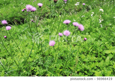 Wild thistle in spring blooming in the field 98966419