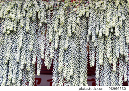 Many beautiful succulent plants as background 98966580