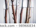 plant interior 98966834