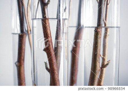 plant interior plant interior 98966834