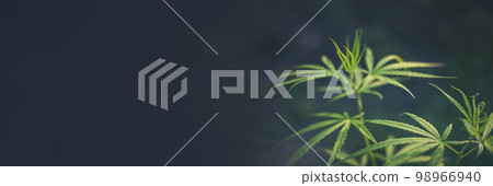 Banner Green Marijuana tree cannabis plant narcotic herbal in greenhouse. Panoramic Hemp leaf made cannabis crude oil medicine farm on sun light. CBC, THC herb agriculture Weed leaf Drug concept Banner Green Marijuana tree cannabis plant narcotic herbal in greenhouse. Panoramic Hemp leaf made cannabis crude oil medicine farm on sun light. CBC, THC herb agriculture Weed leaf Drug concept 98966940