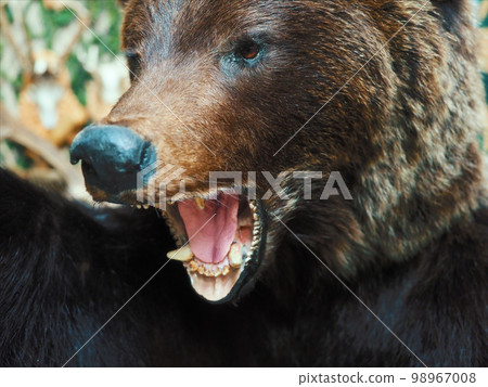 Stuffed animal. Brown bear head with open mouth. Animal grin with fangs. Evil predator.. 98967008