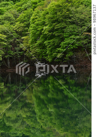 From Shobu Pond From Shobu Pond 98967137