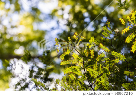 A photo of a beautiful forest with a refreshing spilled sun A photo of a beautiful forest with a refreshing spilled sun 98967210