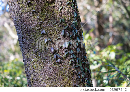 Satoyama trekking Ivy-grown trees 98967342