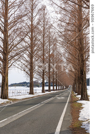 Makino Kogen Metasequoia tree-lined snow scene 98967669