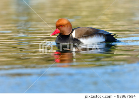 紅嘴潛鴨,一種罕見的冬季候鳥,頭呈橙色,喙呈紅色,並有明顯的黑色條紋 紅嘴潛鴨,一種罕見的冬季候鳥,頭呈橙色,喙呈紅色,並有明顯的黑色條紋 98967684