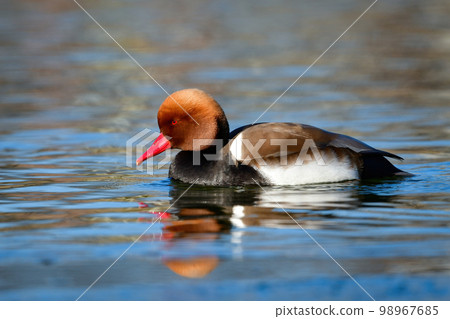 紅嘴潛鴨,一種罕見的冬季候鳥,頭呈橙色,喙呈紅色,並有明顯的黑色條紋 紅嘴潛鴨,一種罕見的冬季候鳥,頭呈橙色,喙呈紅色,並有明顯的黑色條紋 98967685