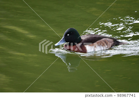 A rare and beautiful migratory bird that can be seen in winter, the endangered red-headed duck 98967741