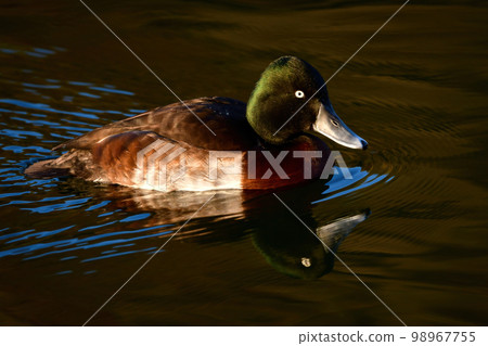 A rare and beautiful migratory bird that can be seen in winter, the endangered red-headed duck 98967755