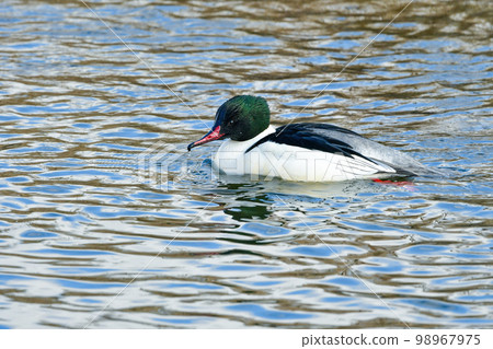 A large waterfowl seen in rivers and lakes in winter, a chic and beautiful duck companion A large waterfowl seen in rivers and lakes in winter, a chic and beautiful duck companion 98967975