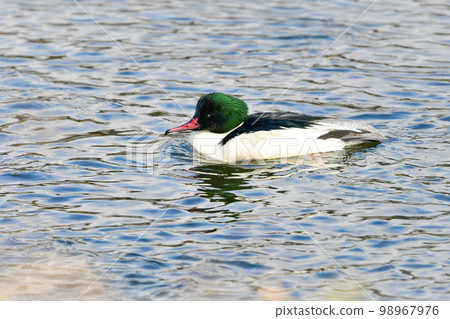 冬天江湖見的大水鳥,別緻漂亮的鴨子伴侶 冬天江湖見的大水鳥,別緻漂亮的鴨子伴侶 98967976
